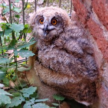 Young Owl of the castle